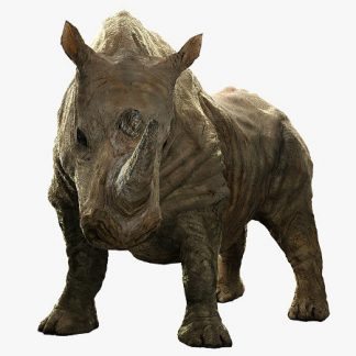 Southern White African Rhino (Digital 3D Model)