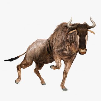 Wildebeest (Digital 3D Model)