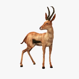 Buck (Digital 3D Model)
