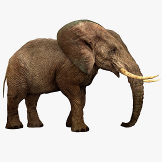 Elephant (Digital 3D Model)