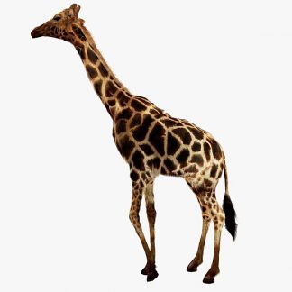 Giraffe (Digital 3D Model)